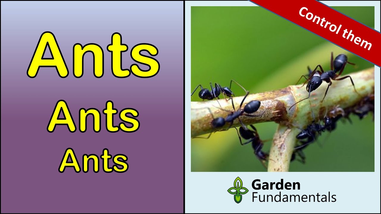 Are Ants Good in the Garden & How Do You control Them?