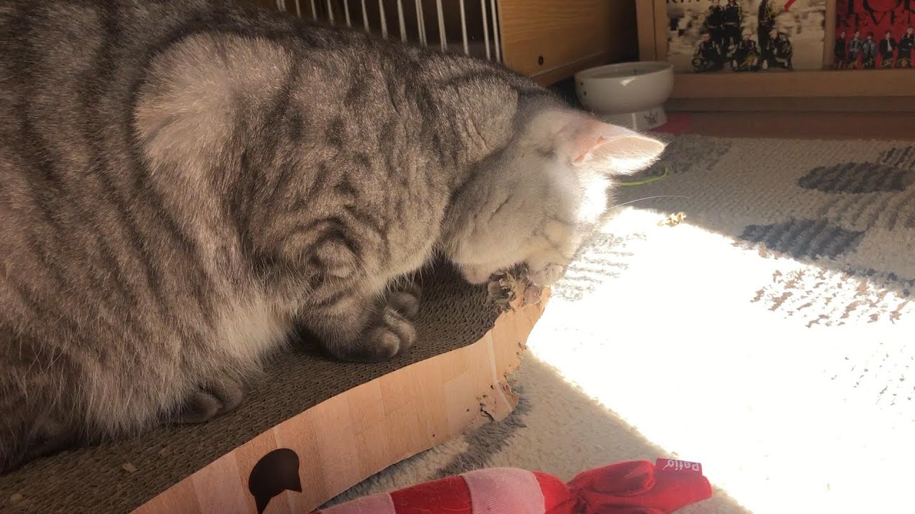 破壊神ひめちゃん降臨！お気に入りの爪とぎをガブガブ解体中 #ひめちゃん