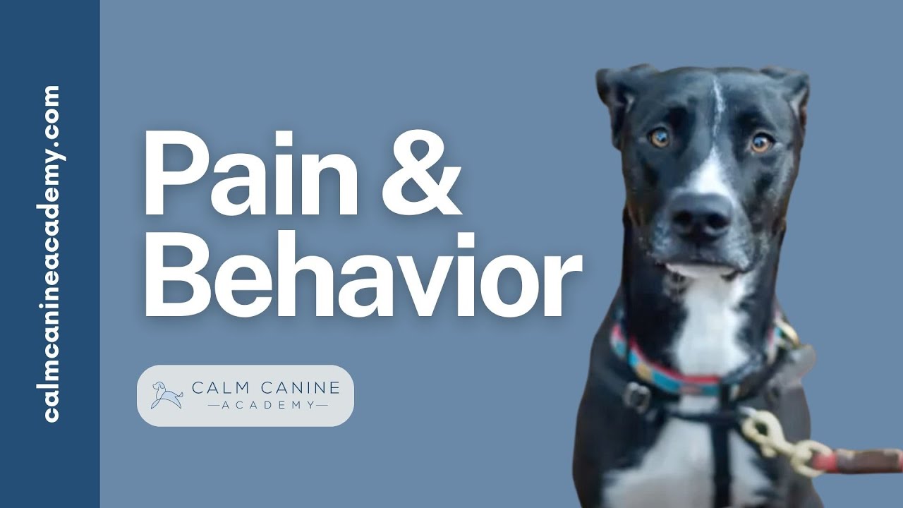 Pain and the Effects on Canine Behavior