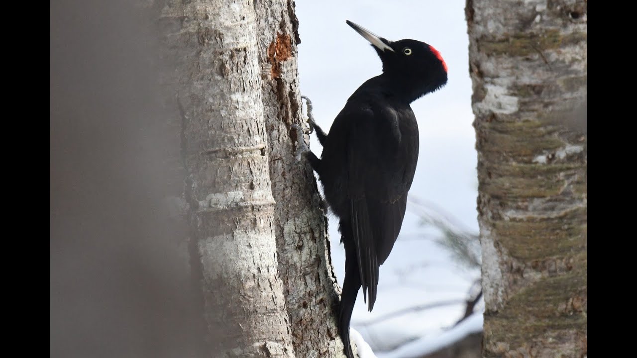 クマゲラ　2026.1.7　Black Woodpecker