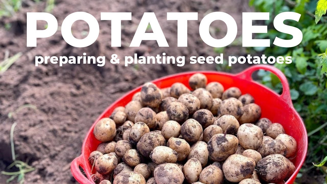 PART 1 preparing and planting seed potatoes: growing a year's worth of potatoes
