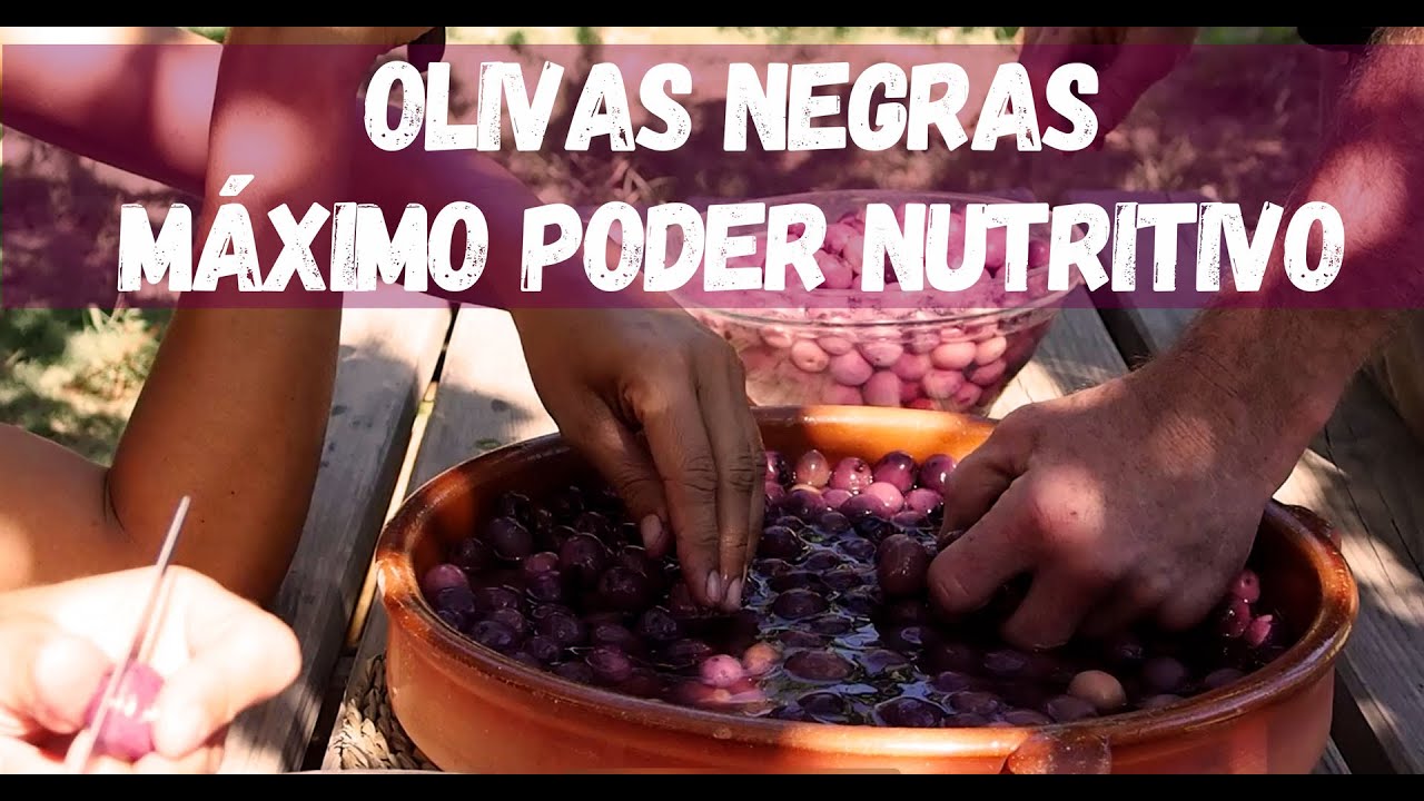C&oacute;mo hacer aceitunas negras de mesa. Conservaci&oacute;n natural en salmuera