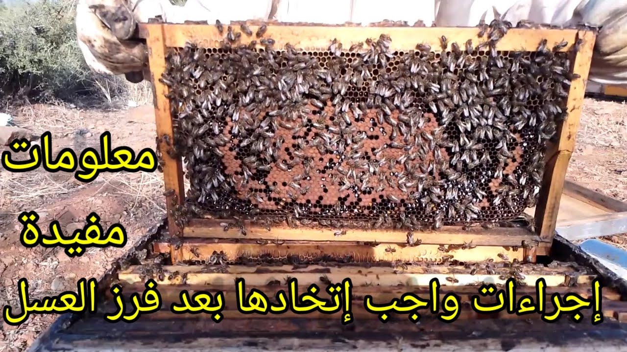إجراءات واجب العمل بها بعد فرز العسل/إعادة تجييش النحل/تجييش النحل/