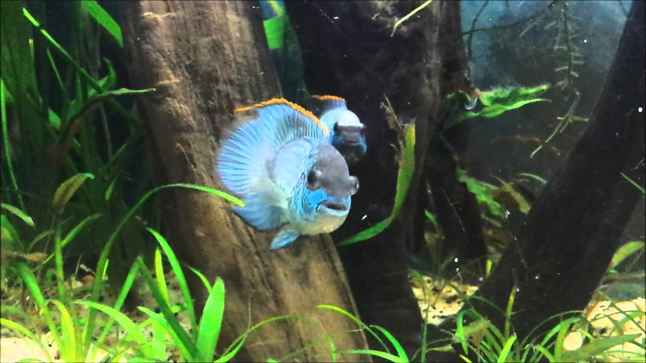 Electric Blue Acara
