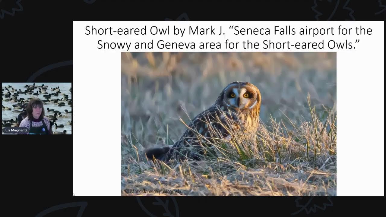 Rebroadcast- Winter Waterfowl