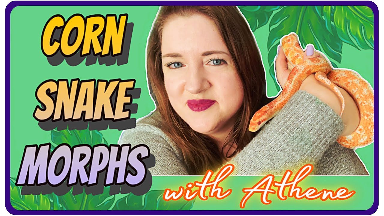 Corn Snake Morphs With Descriptions and Photos ||feat. Athene|| #cornsnakes #reptiles #morphs