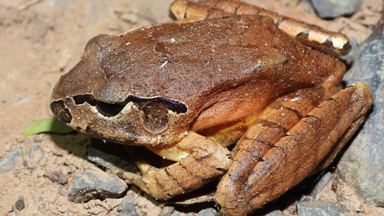 Herping the Central Coast Australia