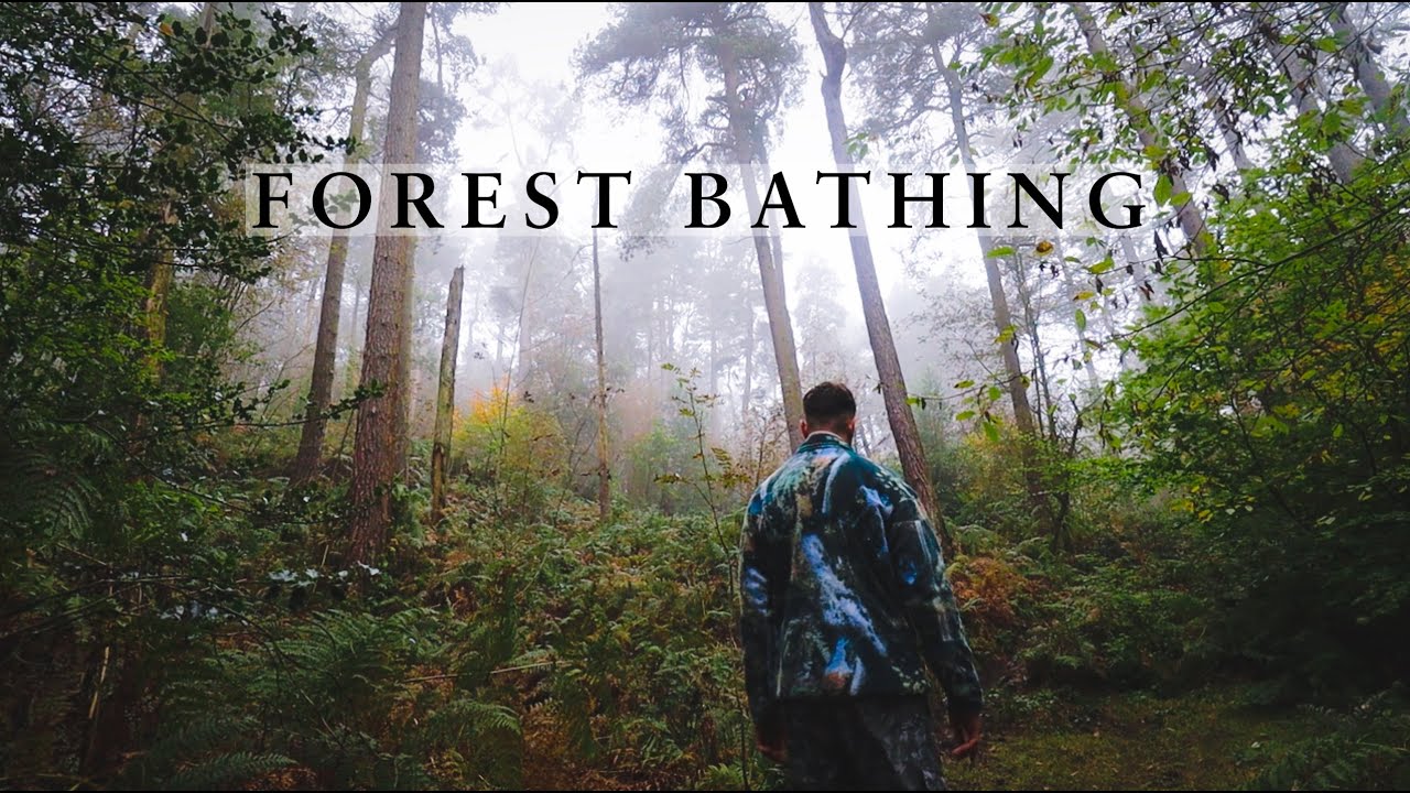 Forest Bathing: The Health giving qualities of Tree's
