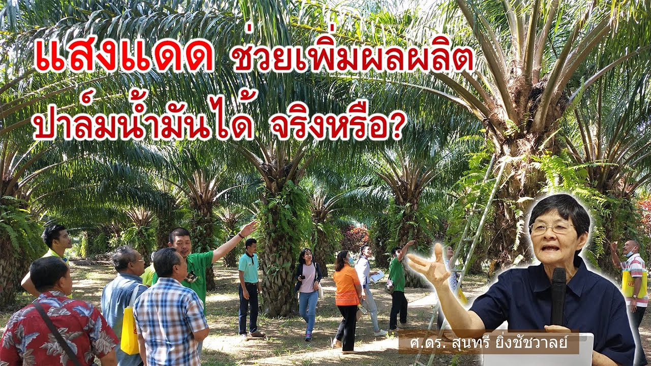 กระบี่โมเดล - ตอนที่ 03 - แสงแดด ช่วยเพิ่มผลผลิตปาล์มน้ำมันได้ จริงหรือ?