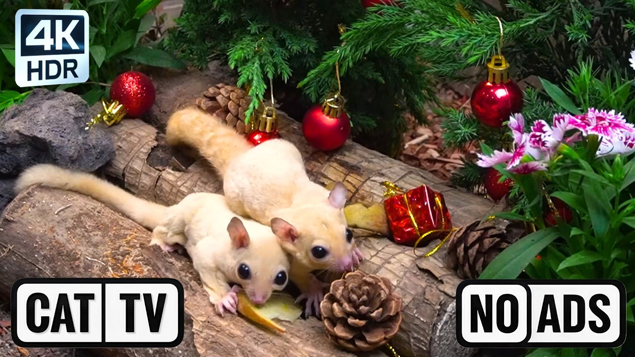 [NO ADS] CAT TV 😺 Wild Rhythm: Fast Gerbil Sprints & Gliding Acrobat Skills 4K HDR