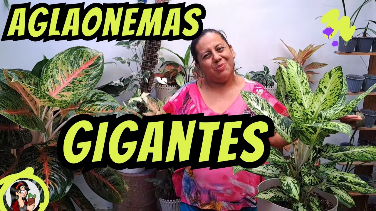 Adiós aglaonemas pequeñas con este truco que tiene todo el sentido