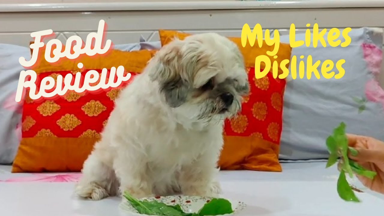 LHASA APSO DOG | FOOD REVIEW | LIKE/DISLIKE |CUTE VIDEO