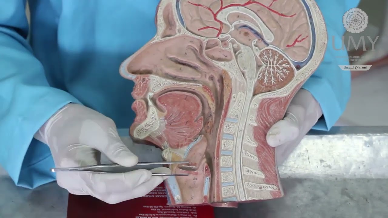 Praktikum Anatomi Sistem Respirasi 1 (Tractus Respiratorius dan Pulmo)