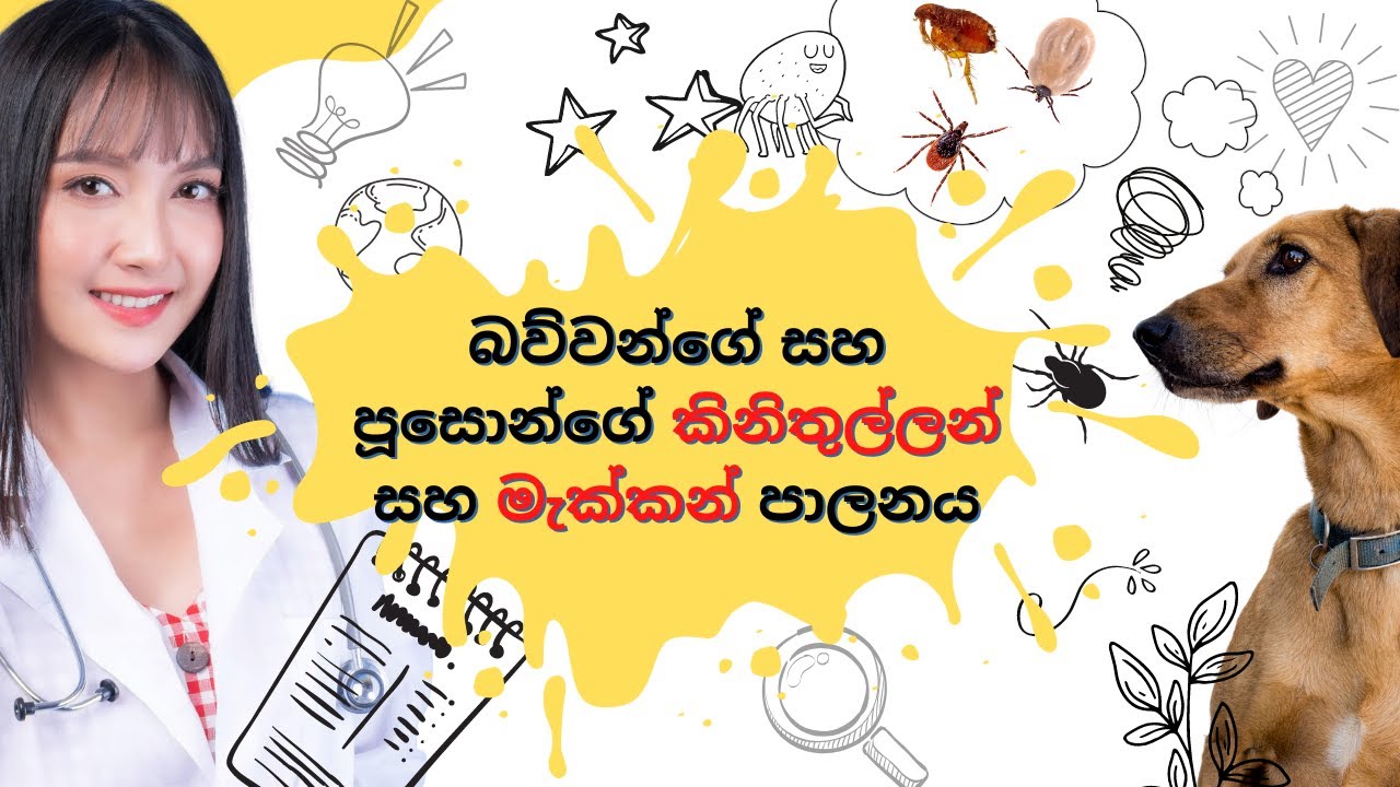 බව්වන්ගේ සහ පූසොන්ගේ කිනිතුල්ලන් සහ මැක්කන් පාලනය [Tick and flea control in dogs and cats]