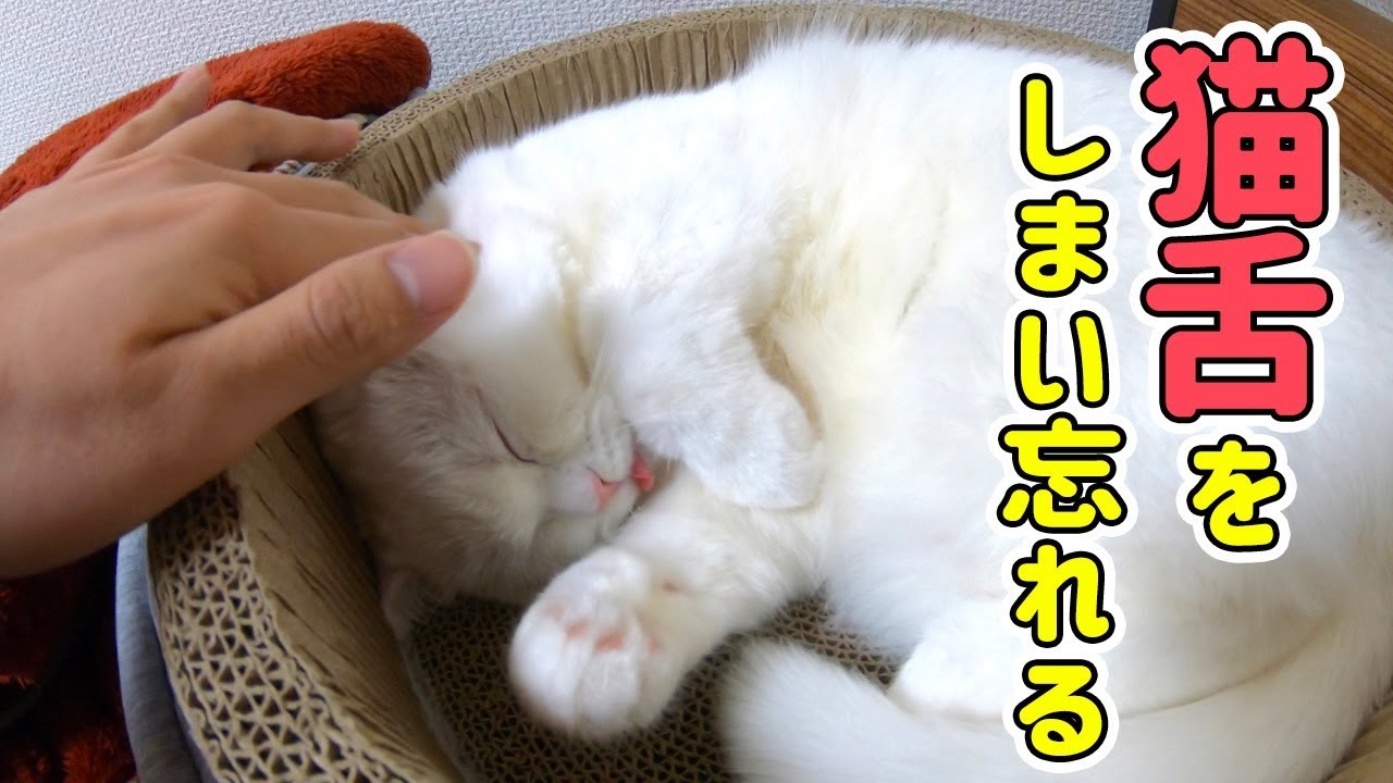 舌をしまい忘れてしまった飼いねこが可愛すぎる…。触ると極上の柔らかさでした…！
