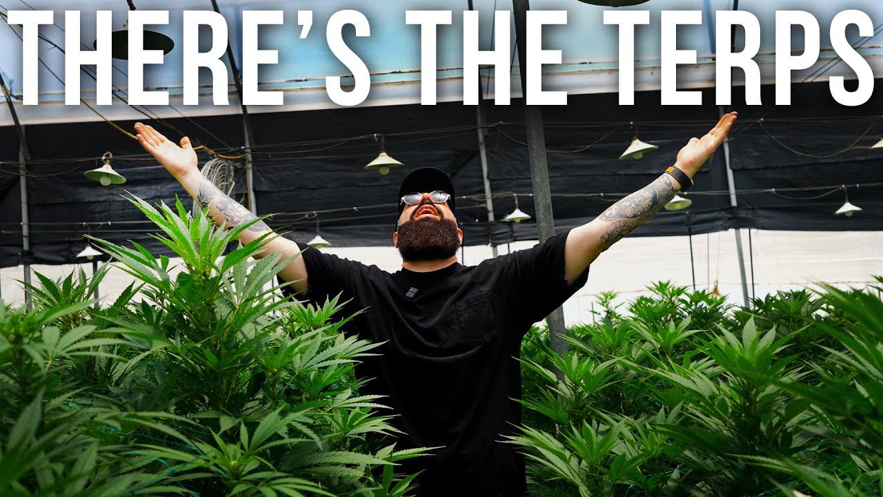 Preserving Colombian Weed History