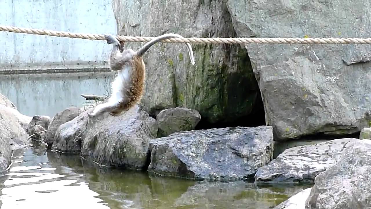 Marakatti