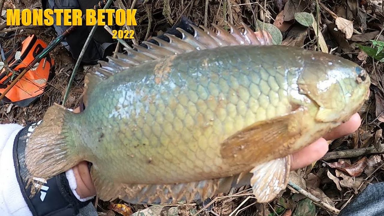 SPOT  SIMPANAN ABAH ROBY BETOK NYA NGERI !!! mancing ikan betok jumbo di daerah rawa kalimantan #47