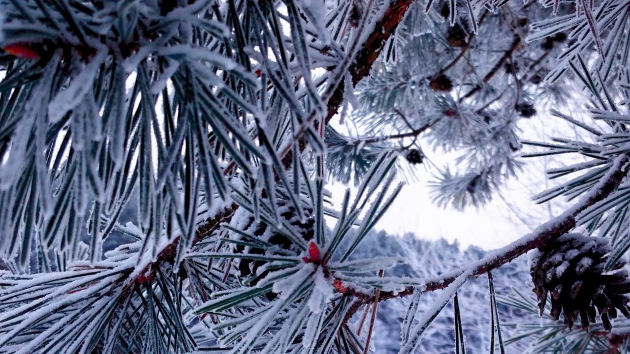 IGNALINA -  11.2015 - 03.2016