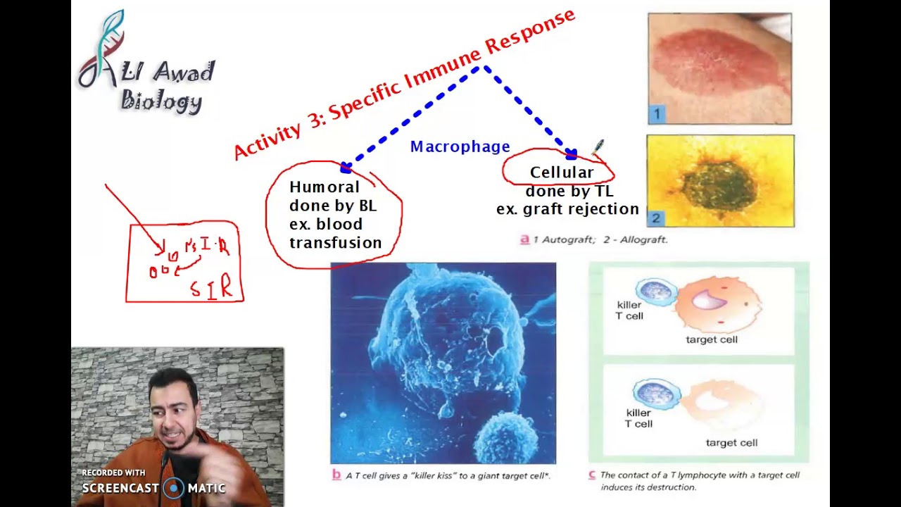 chapter 1: Activity 4: specific immune response part 1 (Grade 8)