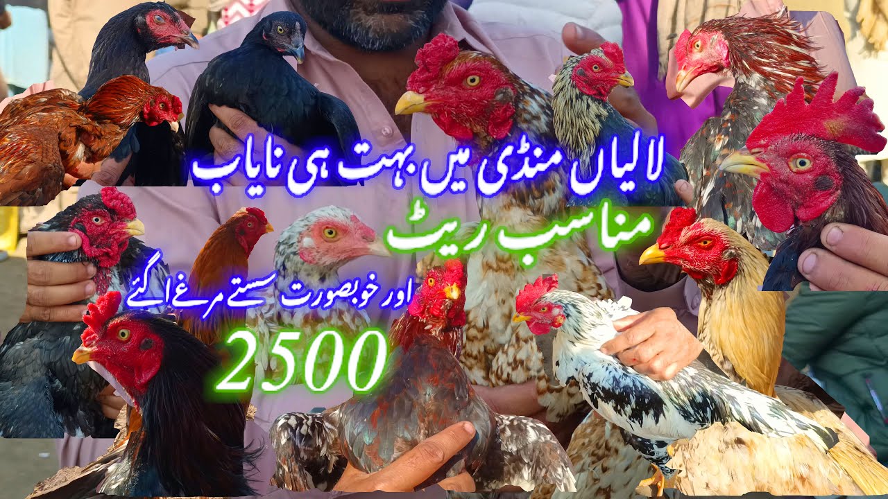 🐓Laliya Murga Mandi New Update Bohot Hi Nayab Aseel Breeder A Gaye #vlog #aseelbreeder #aseel