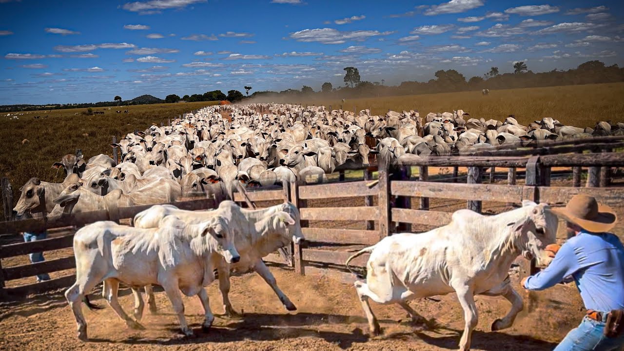 Apartando o gado reposição que chegou na fazenda .