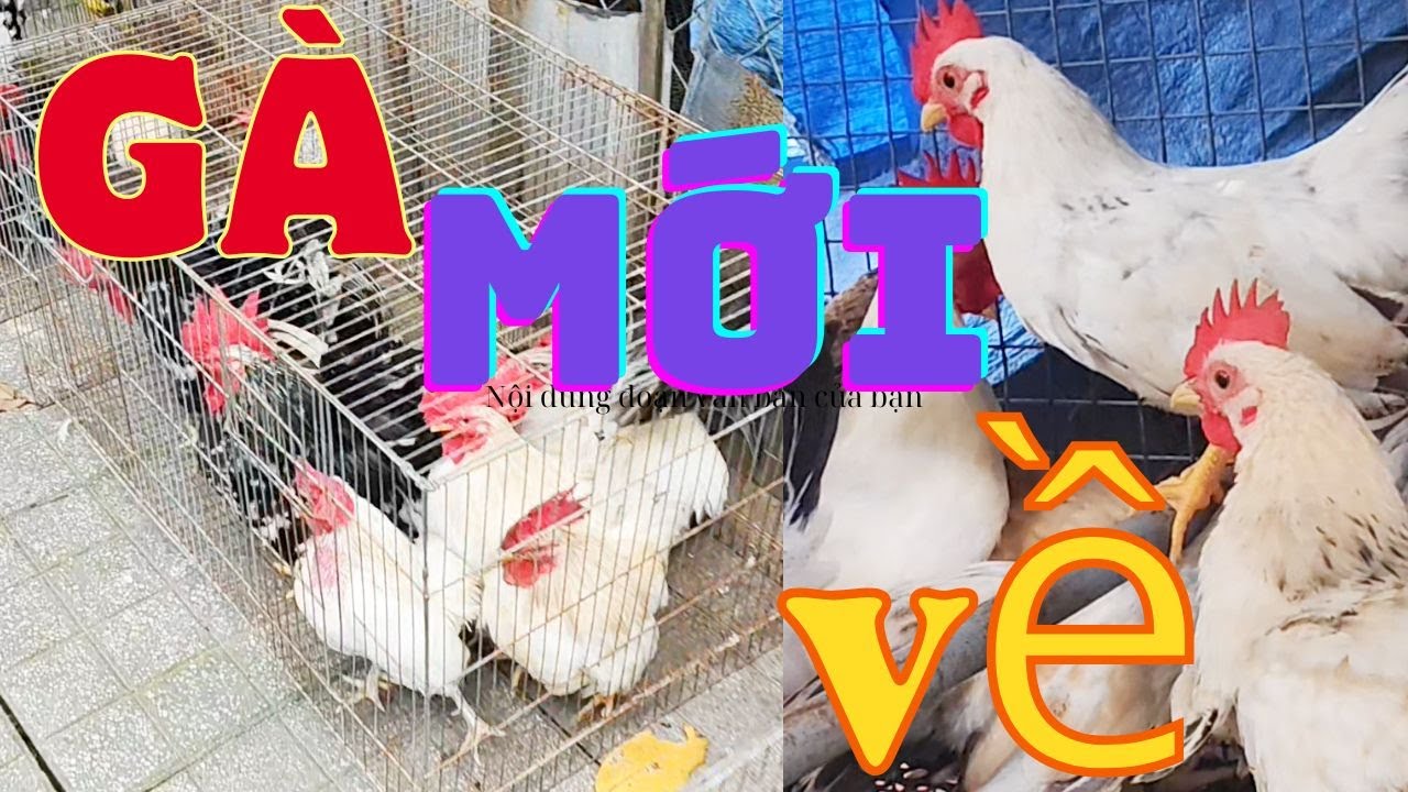 hôm nay qua củ chi mua gà thái về bán
