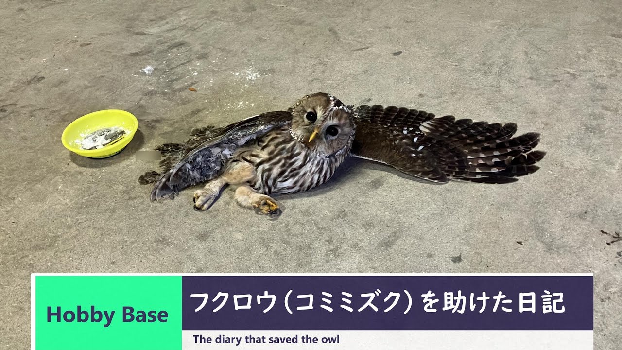 野生のフクロウ（コミミズク）を助けた日記　【 A diary that saved a wild owl (short-eared owl) 】