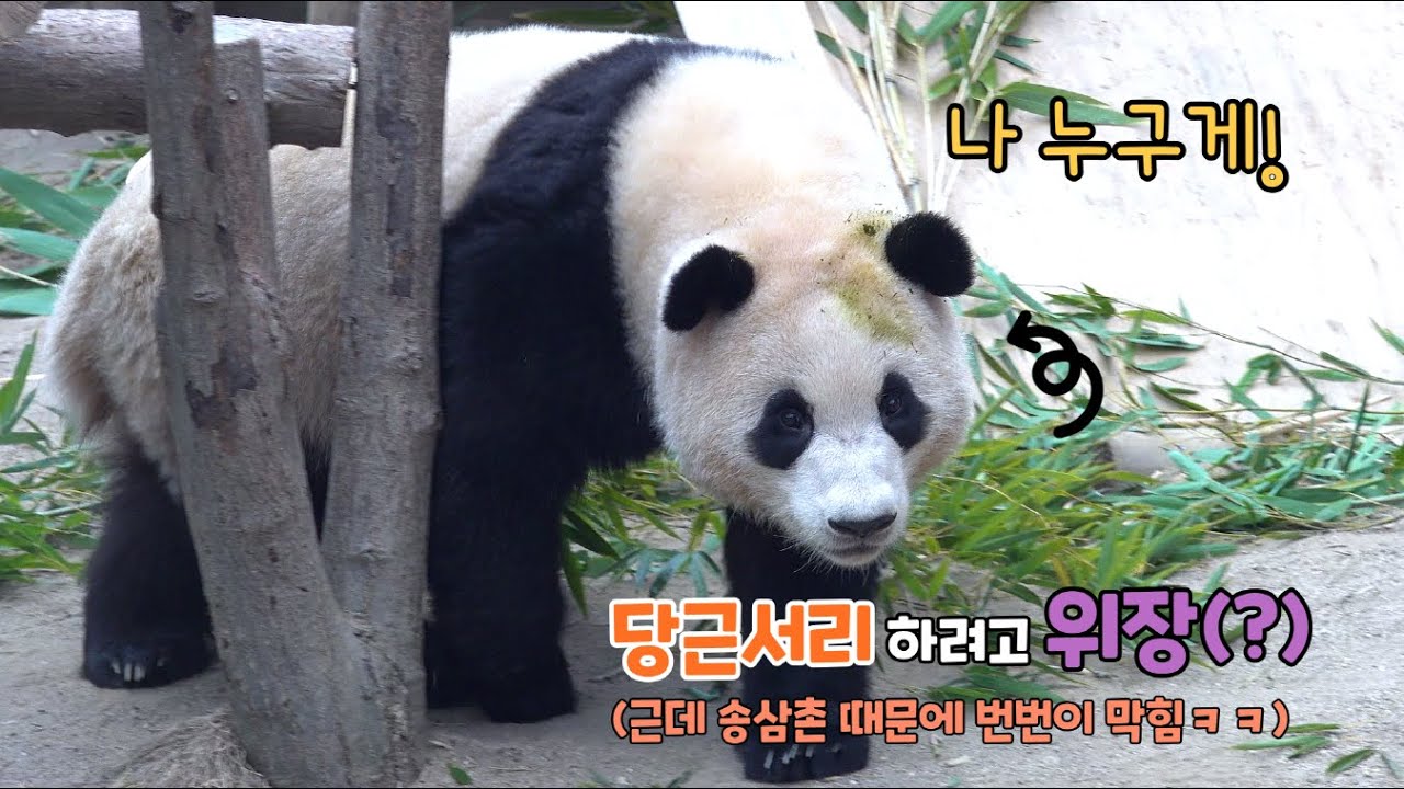 ★에버랜드 판다월드★ 푸바오 엄마당근 서리에 무려 세 번이나 도전! 하지만 기가 막힌 타이밍에 나타나는 송삼촌ㅋㅋ Baby Panda Fu Bao