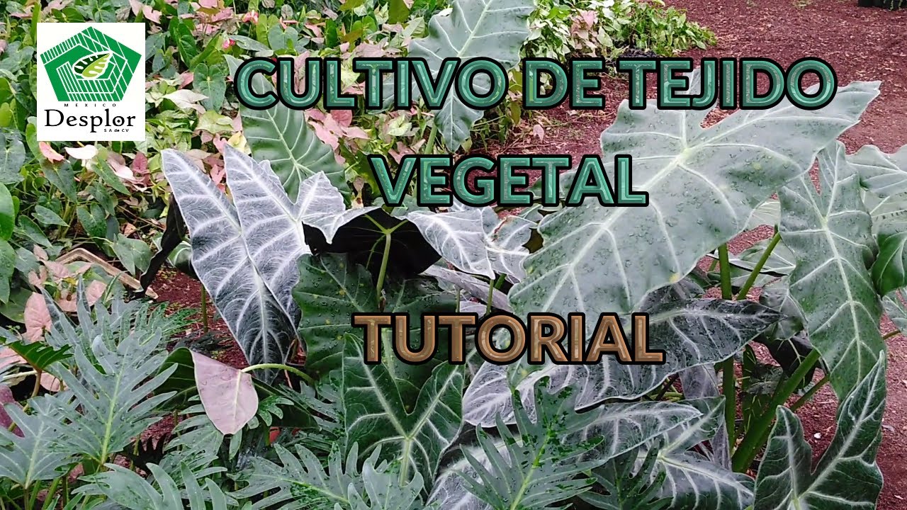 LABORATORIO DE CULTIVO DE TEJIDO VEGETAL