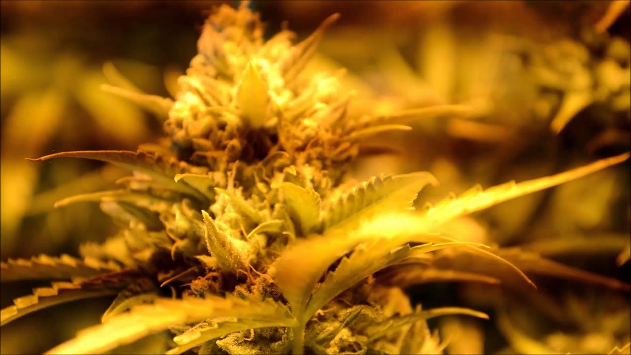 Critical Jack Auto. DINAFEM