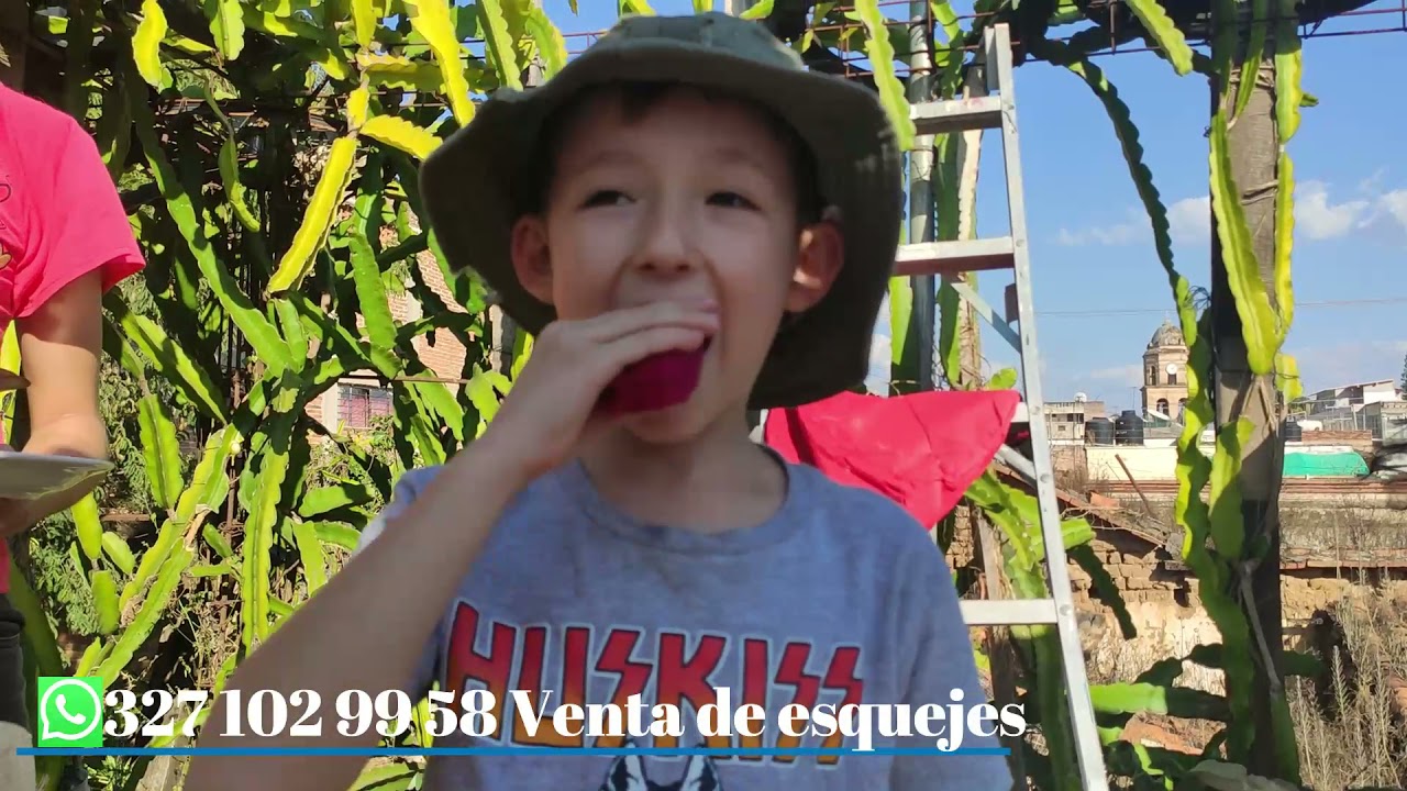 Marmel 1 la ultima pitahaya del 2021