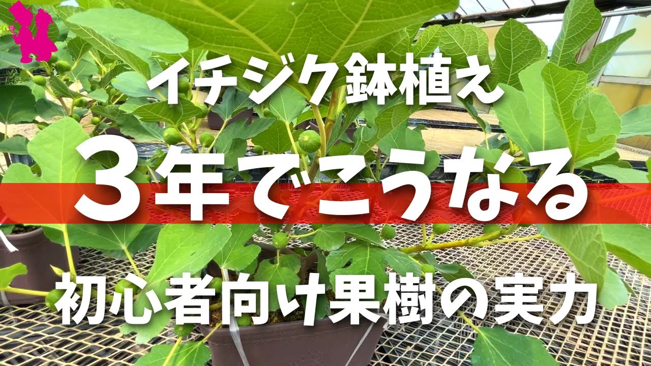 【イチジク】３年生から本格的に実の収穫を目指していきましょう！