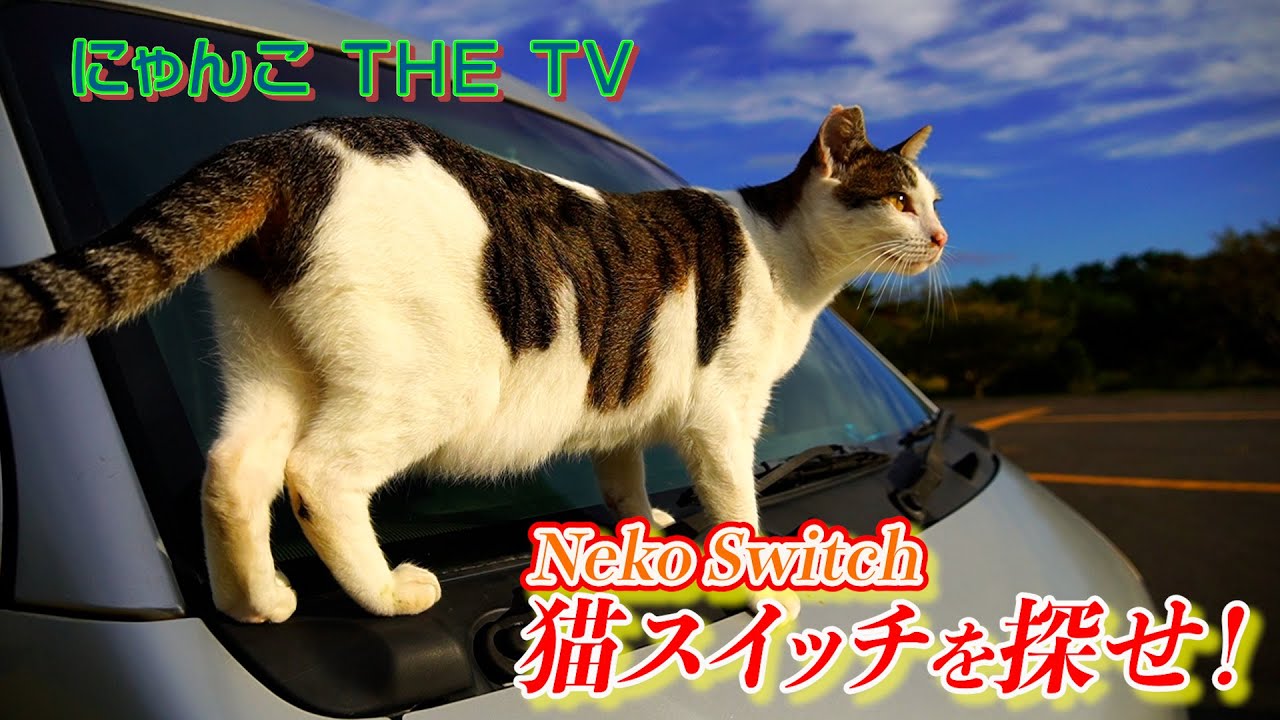 猫スイッチを探せ！〜島のえきのニャンズのマイブームを追いました