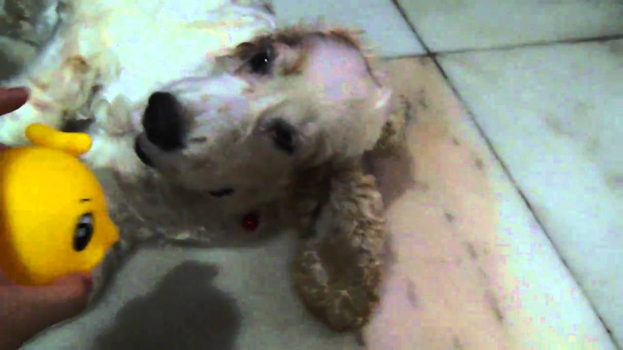 My lovely dog, Bio