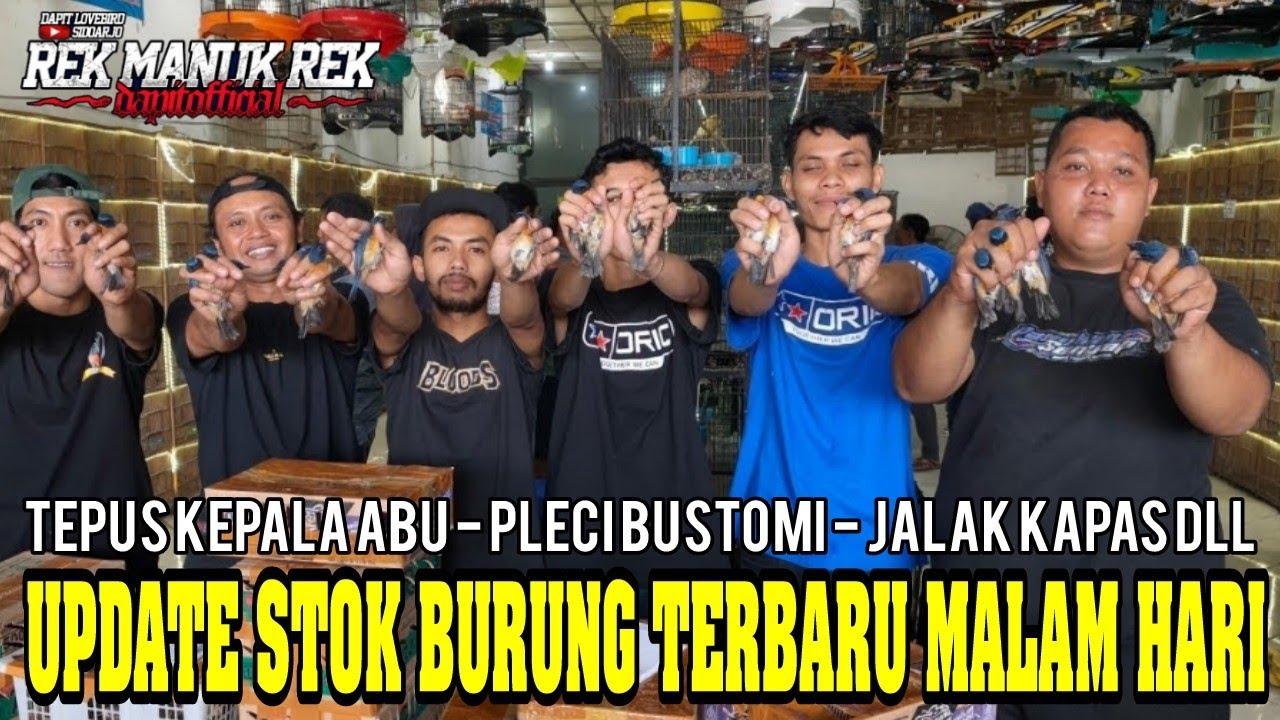 UPDATE STOK BURUNG TERBARU MALAM HARI - TEPUS KEPALA ABU - PLECI BUSTOMI - JALAK KAPAS DLL