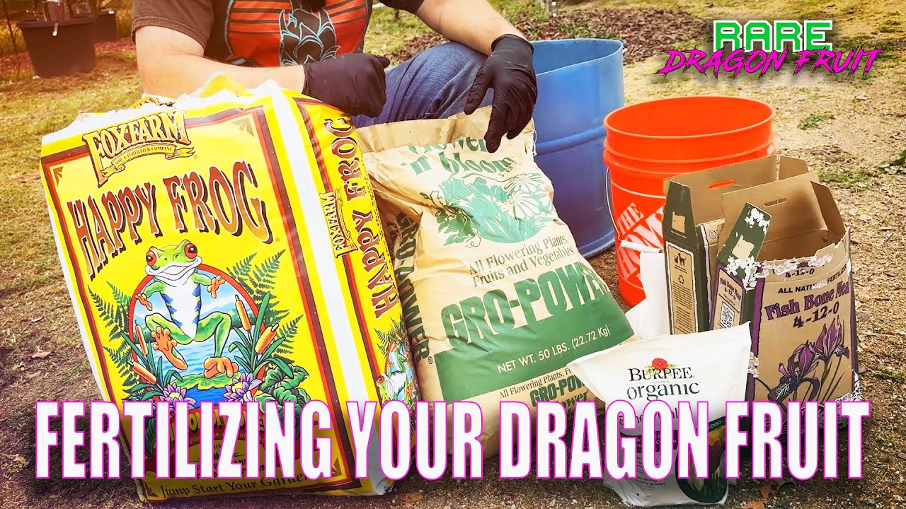FERTILIZING YOUR DRAGON FRUIT / LATE SPRING / EARLY SUMMER TOP DRESSING