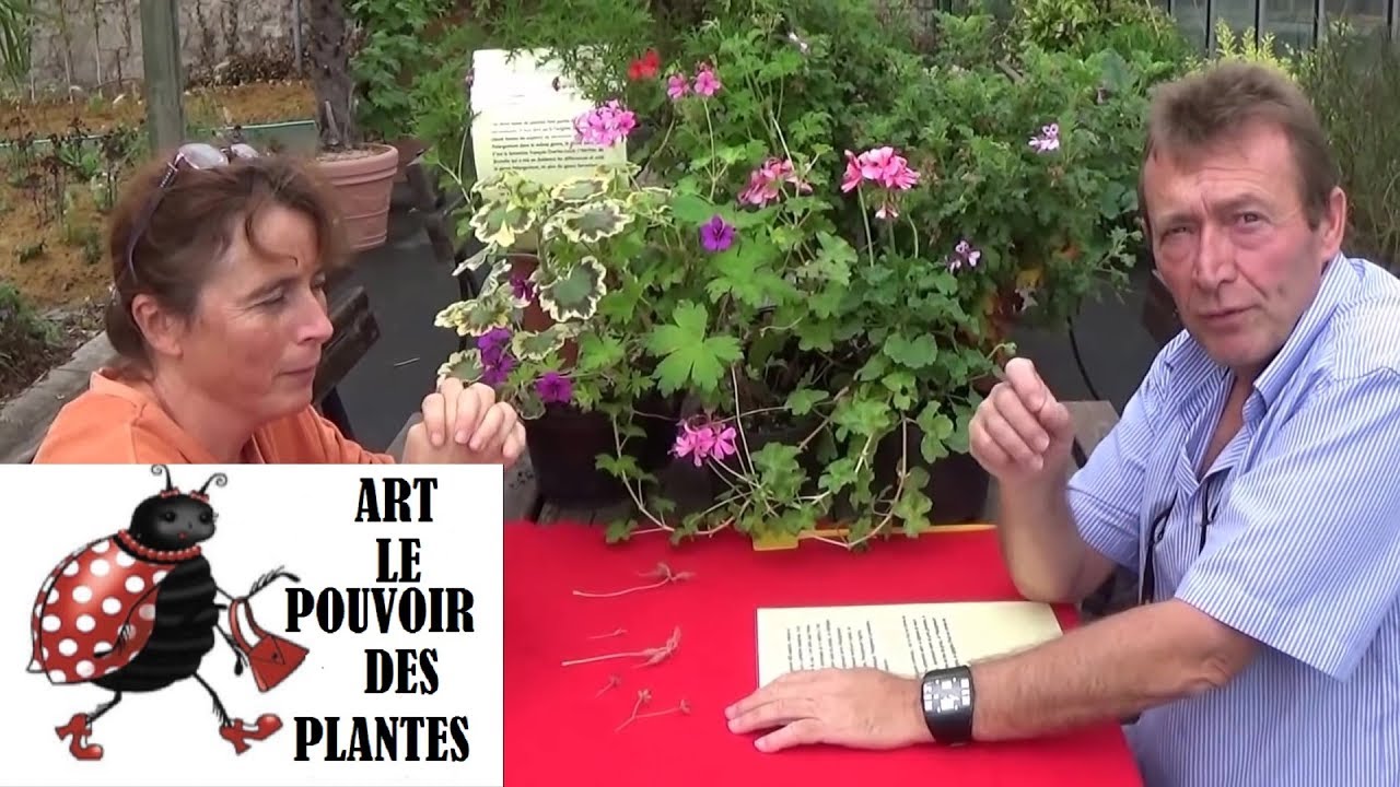 chaine de Jardinage: astuce: comment reconnaître un Géranium d'un Pélargonium