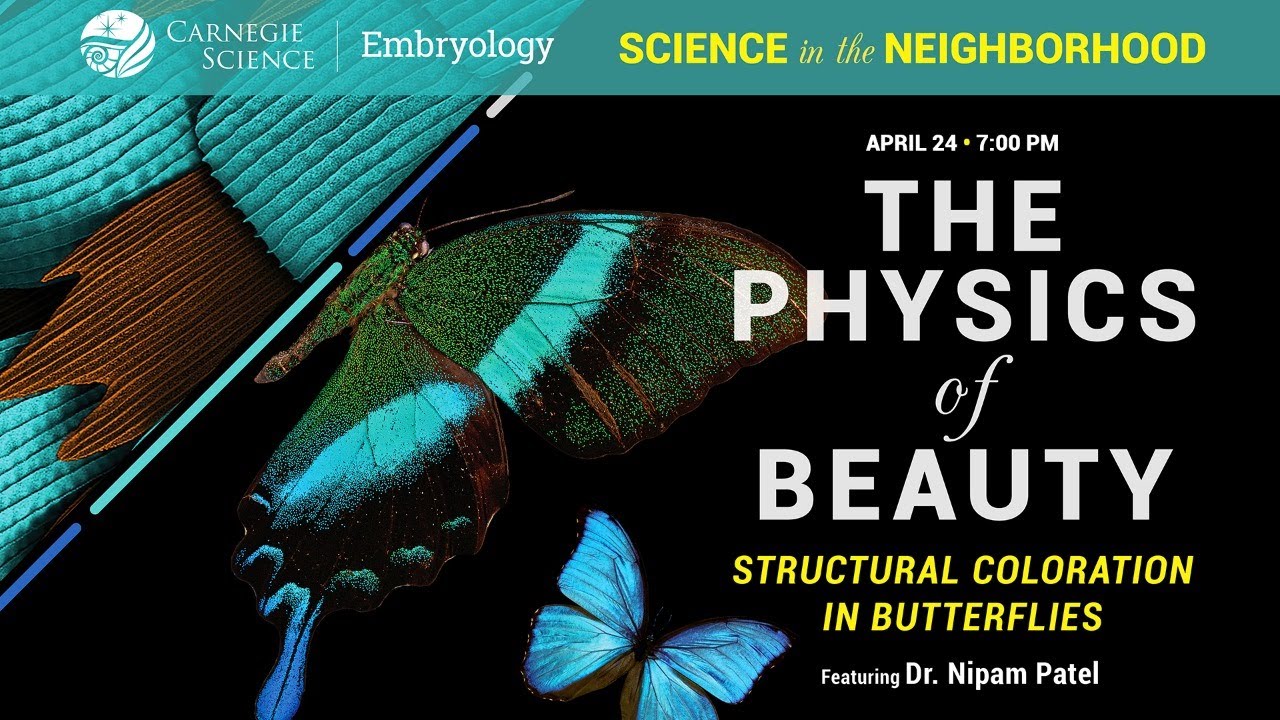 The Physics of Beauty: (Dr. Nipam Patel) // Science in the Neighborhood