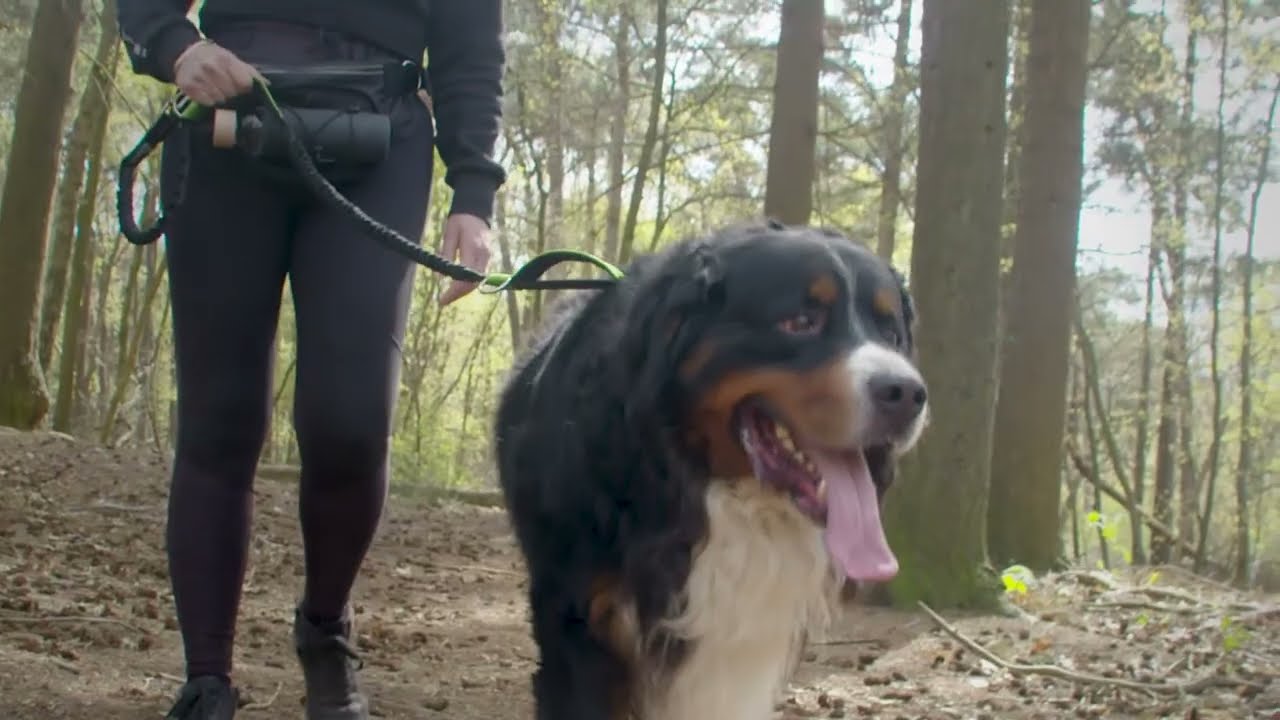 Wandelen met een trekkende hond? Wij hebben de oplossing.