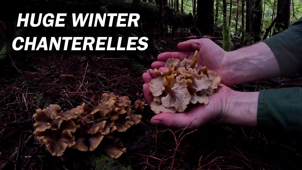 HUGE Winter Chanterelle Mushrooms from a Rainforest Mountain