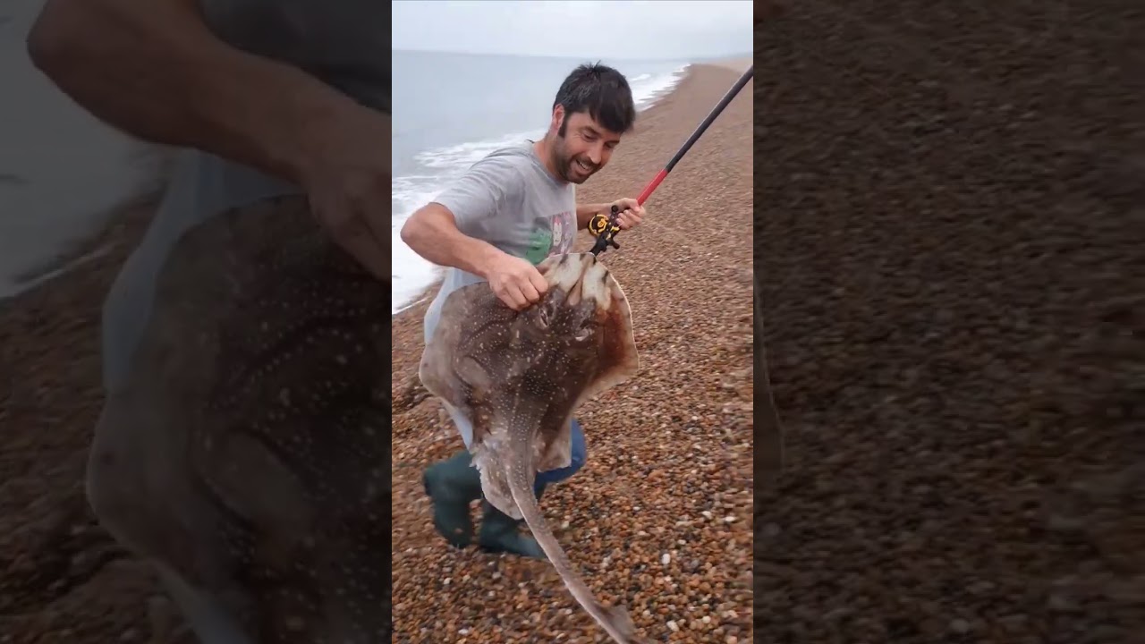 Landing a double figure Undulate ray on Chesil beach. #chesilbeach #fishing #shorefishing
