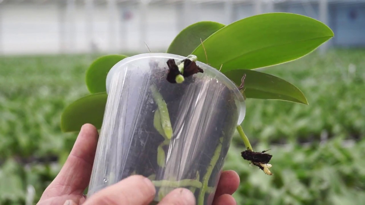 Orchideen Pflege, um gute Wurzeln zu bekommen gibt Gärtner Profi Tipps