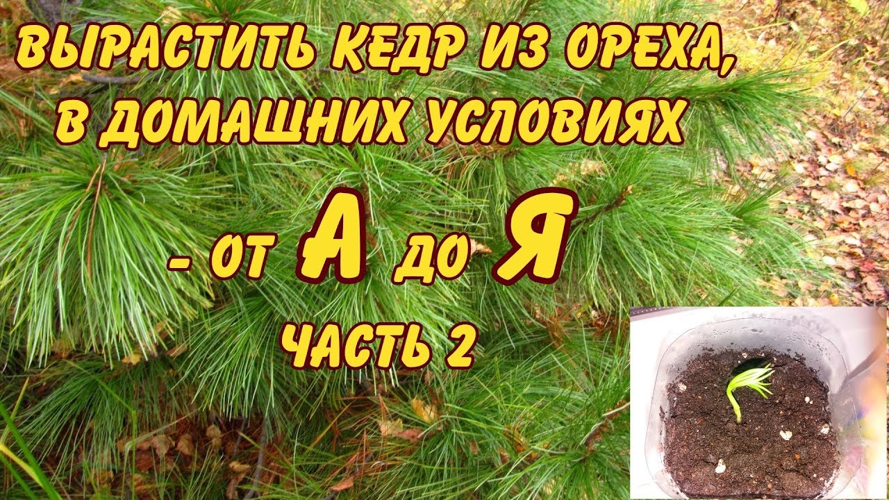 КАК ВЫРАСТИТЬ КЕДР В ДОМАШНИХ УСЛОВИЯХ ОТ А ДО Я (часть 2)