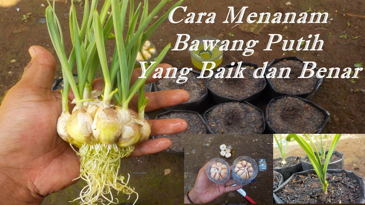 cara menanam bawang putih di polybag anti gagal