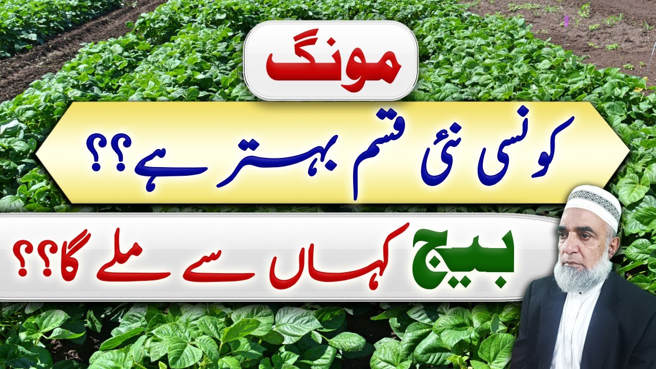 Which is best variety of Mung bean || Crop Reformer