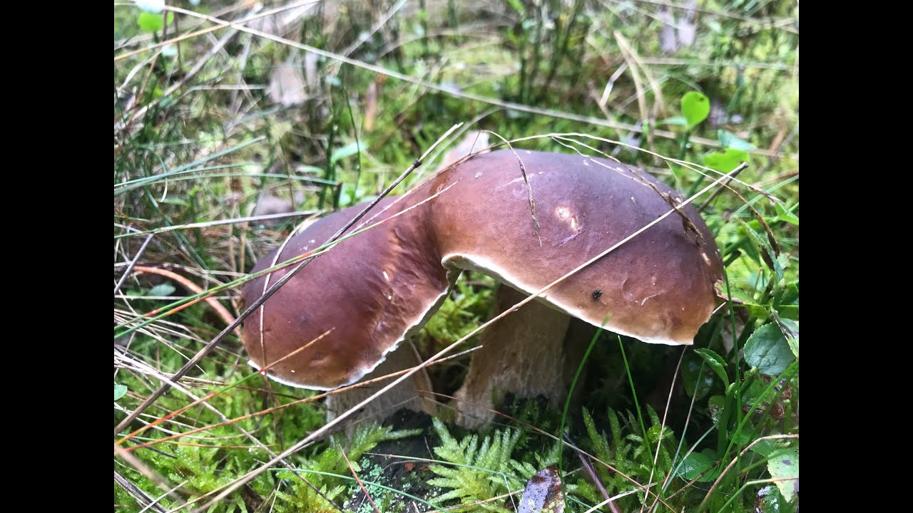 Borowiki się rozkręcają Grzybobranie 25 09 2024