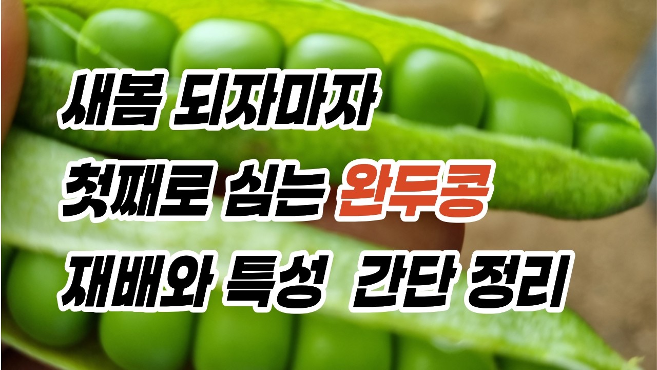 [텃밭] 새봄 가장 빠르게 심는 완두콩 특성과 재배법 요약 정리