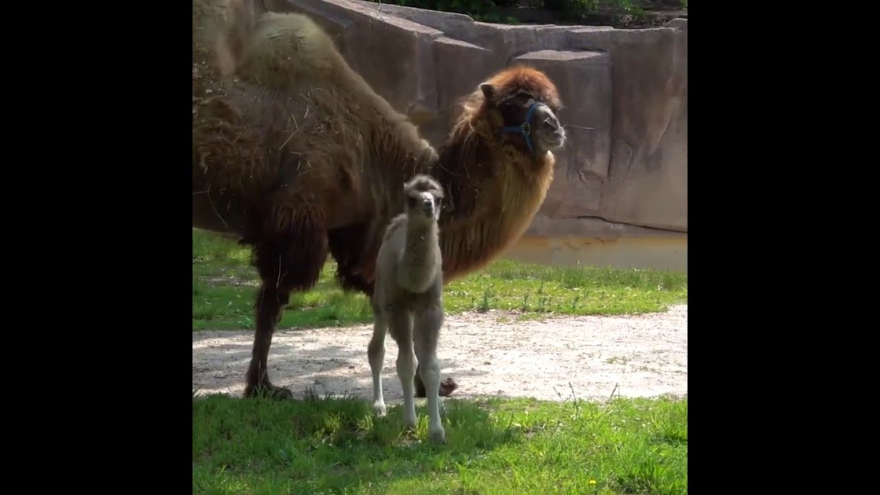 Camel calf runs around enclosure at Milwaukee County Zoo