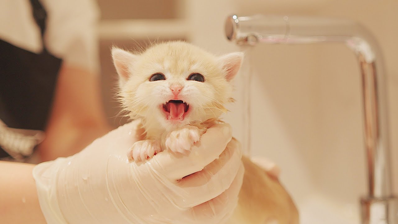 This Kitten Meowing Dirty During the First Bath 😂
